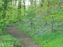 Scarr and Long Woods